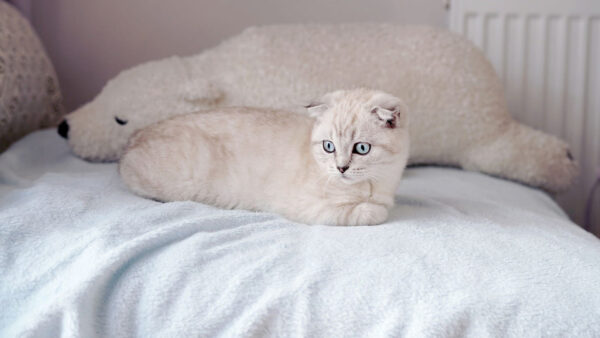 Wallpaper White, Bed, Desktop, Cat