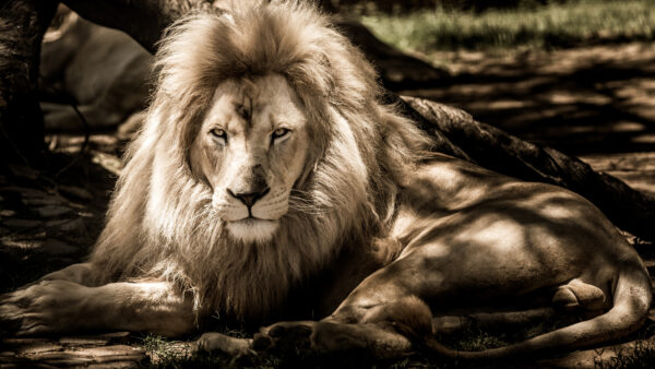 Wallpaper Photography, Black, And, White, Lion