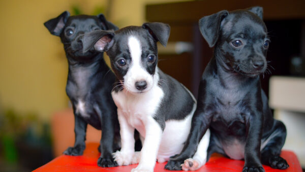 Wallpaper And, Bull, Puppies, Animals, Staffordshire, Black, Terriers, White, Desktop