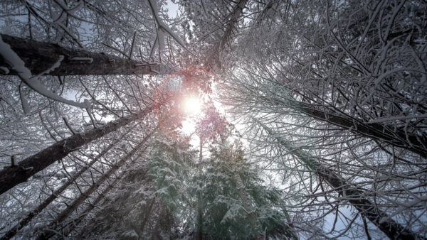 Wallpaper View, Desktop, With, Eye, Covered, Mobile, Trees, Worm’s, Nature, Snow, And, Sunbeam