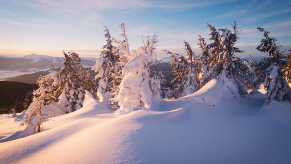 Wallpaper Snow, Spruce, Desktop, Winter, Nature, Mobile