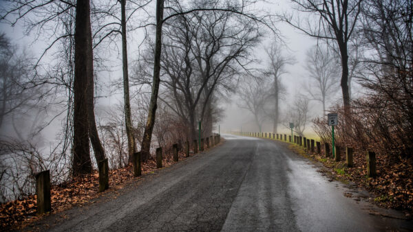 Wallpaper During, Trees, And, With, Nature, Fog, Road, Fall, Covered