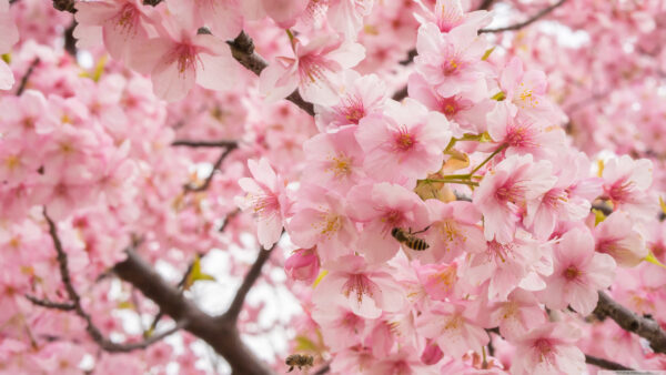 Wallpaper Mobile, Spring, Flowers, With, Pink, Branches, Desktop, Bee, Blossom