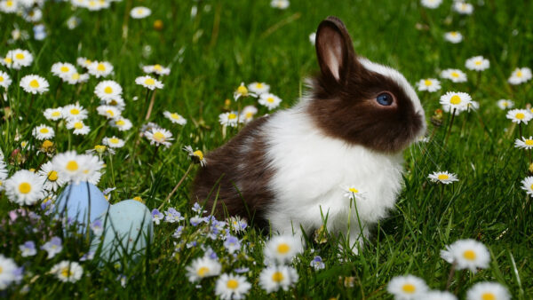 Wallpaper White, Flowers, Sitting, Grasses, Black, Rabbit, With