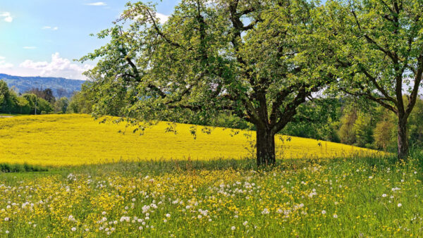 Wallpaper Flowers, Grass, Yellow, Slope, Nature, Green, Branches, Dandelion, Trees, Field, White