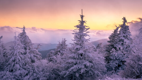 Wallpaper Sky, Under, Winter, Snow, Mountain, Trees, Brown, During, Sunset, And, Yellow, With, Covered