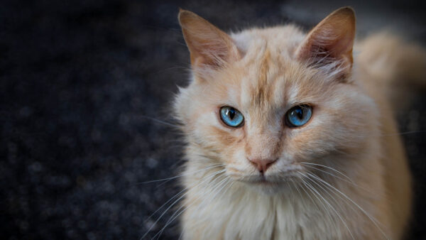 Wallpaper Staring, White, Cat, With, Eyes, Brown, Desktop, Blue