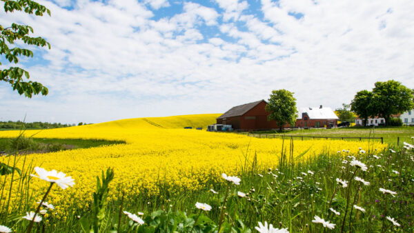 Wallpaper Field, Spring, Yellow, Mobile, White, Sky, House, Grass, Desktop, Under, Flowers, Blue, Green