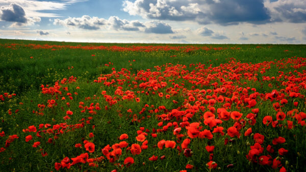 Wallpaper Plants, Desktop, Mobile, Grass, Poppy, Common, Green, Red, Field, Flowers, Bushes