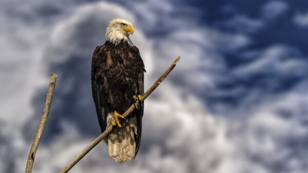 Wallpaper Birds, Bald, Eagle, Prey, Bird