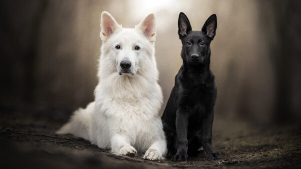 Wallpaper Pet, German, Shepherd, Dogs, Puppy, Swiss, Dog
