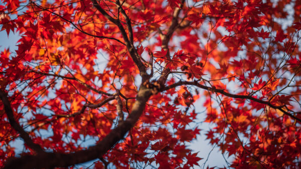 Wallpaper Under, Sky, Blue, Desktop, Mobile, Tree, Leaves, Autumn, Maple, Red, Branches