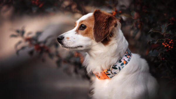 Wallpaper Collar, Brown, Standing, Plants, Desktop, White, Belt, Background, With, Dog