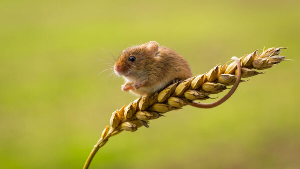 Wallpaper Green, Mouse, Standing, Seeds, Background, Paddy