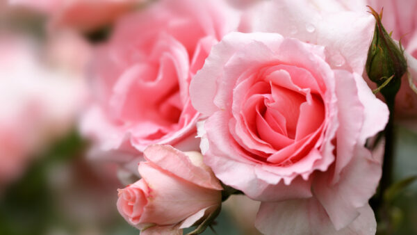 Wallpaper Petals, Flowers, Pink, Light, Closeup, Rose, View