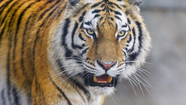 Wallpaper Face, Angry, Tiger, Background, Blur
