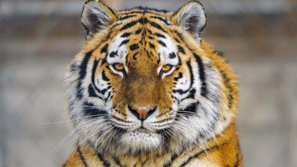 Wallpaper Blur, Tiger, Background, With, Closeup, View, Look, Stare, Face