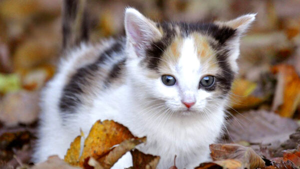 Wallpaper Cute, Kitten, Leaves, Dry, Black, Desktop, Cat, Sitting, White