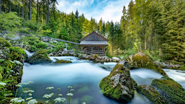 Wallpaper Stones, Stream, Nature, River, Green, Wood, Hut, Background, Covered, Trees, Algae