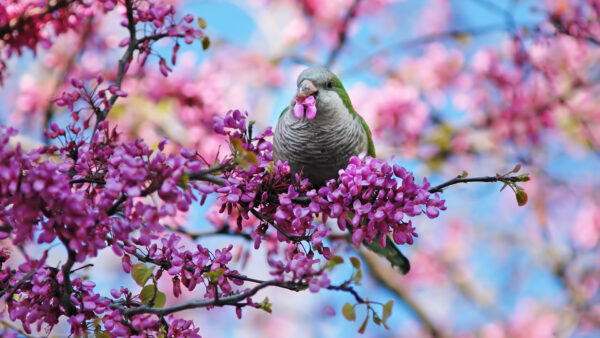 Wallpaper Spring, Bird, Blossom, Mouth, Background, Pink, Blur, Trees, Green, Flowers, Desktop, Standing, With, White