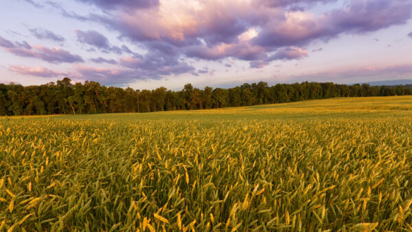 Wallpaper Mobile, Desktop, Blue, Sky, Field, Under, Grass, Black, Green, Forest, Paddy, Nature, Trees, White, Clouds