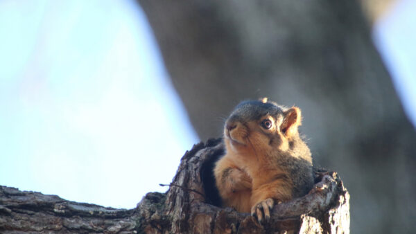 Wallpaper Squirrel, Desktop, Brown, Eyes, With