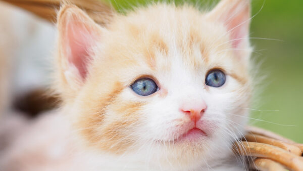 Wallpaper Eyes, Blur, Cat, Green, Ash, Kitten, White, Desktop, Cute, Background