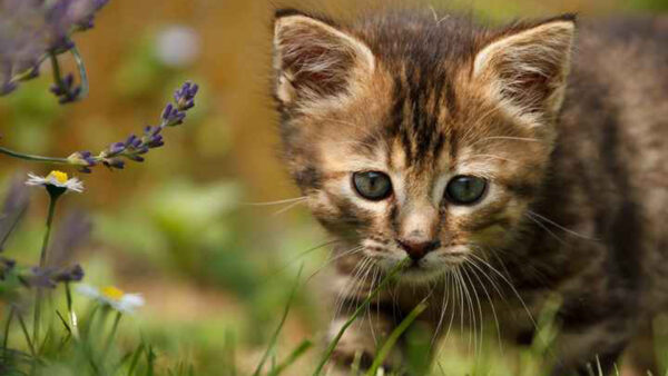 Wallpaper Eyes, Grass, Black, Kitten, Standing, Brown, Cat, Green