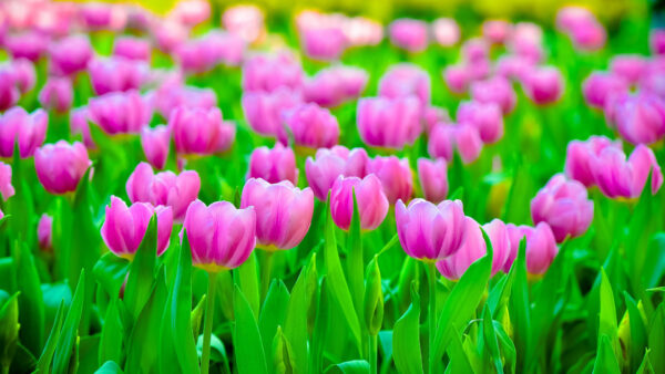 Wallpaper Blur, Tulip, Pink, Background, Field, Flowers