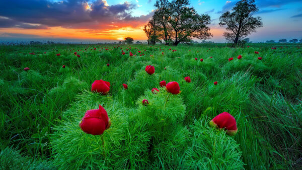Wallpaper Clouds, Rose, Grass, Black, During, Sunset, Plants, Sky, Under, Flowers, Blue, Red, Trees, Green