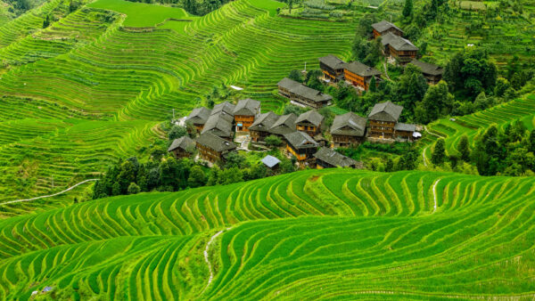 Wallpaper Houses, Aerial, Daytime, View, Nature, Terrace, During, Greenery, Rice