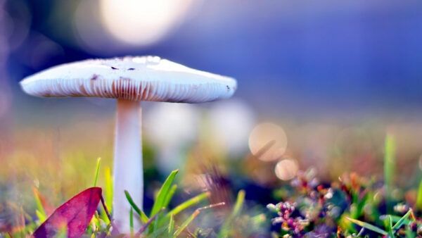 Wallpaper Mushroom, Desktop, Green, Background, Blur, Beautiful, White, Violet, Grass