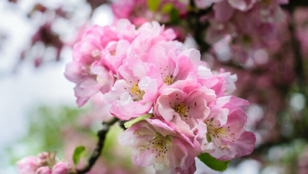 Wallpaper Flowers, Blossom, Background, Bokeh, Branches, Pink, Tree, Spring