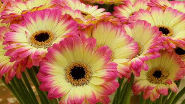 Wallpaper Flowers, Gerbera, Yellow, Closeup, View, Pink