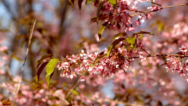 Wallpaper Branches, Pink, Flowers, Blossom, Spring, Blur, Background, Trees