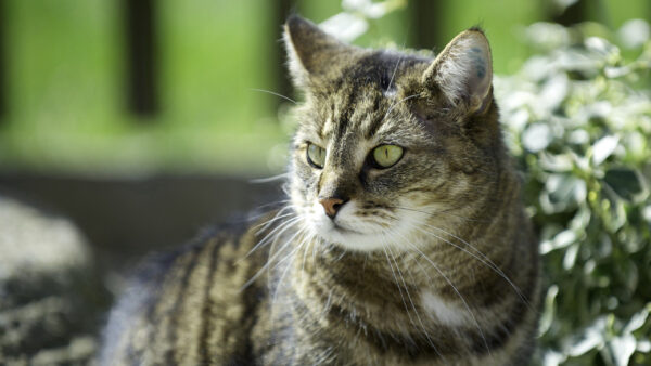 Wallpaper Green, Background, Blur, Standing, Cat, Yellow, Black, Plants, Eyes, White