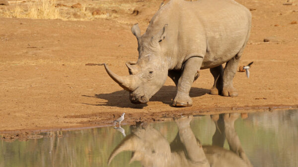 Wallpaper With, Water, Reflection, Rhino, Africa