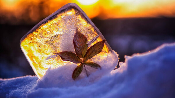 Wallpaper Ice, With, Leaf, Sunrise, Cube, Frozen, Background