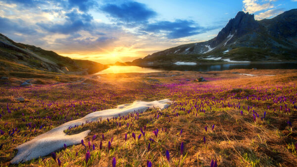 Wallpaper During, Grass, Green, Sunset, Landscape, Flowers, River, Nature, Purple, View, Mountains, Field