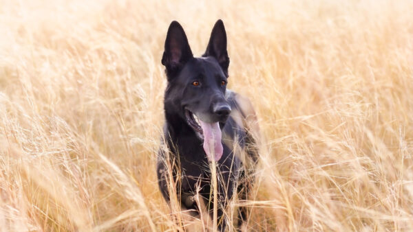 Wallpaper With, Tongue, Dog, Dry, Grass, Black, Out, Field, Standing