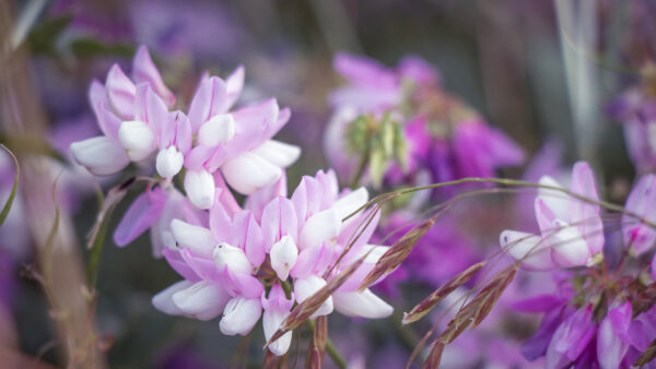 Wallpaper Light, Background, Blur, Spring, Flowers, Purple