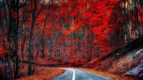 Wallpaper Turn, Background, Red, Between, Autumn, Leaves, Road, Forest