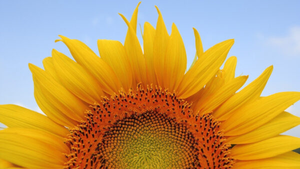Wallpaper Sunflower, Sky, View, Blue, Closeup, Background