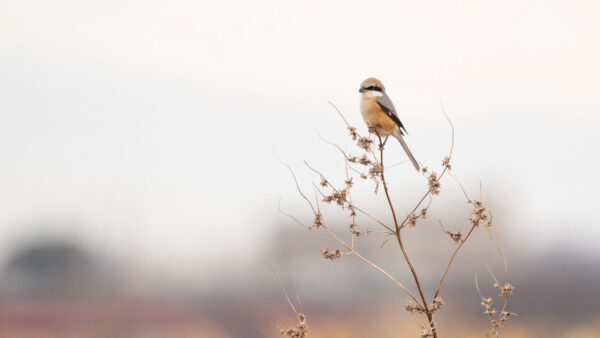 Wallpaper Bird, Background, Standing, Blur, Black, Grey, Light, Brown, Birds, Shrike, Branch, Plant, Mobile, Desktop