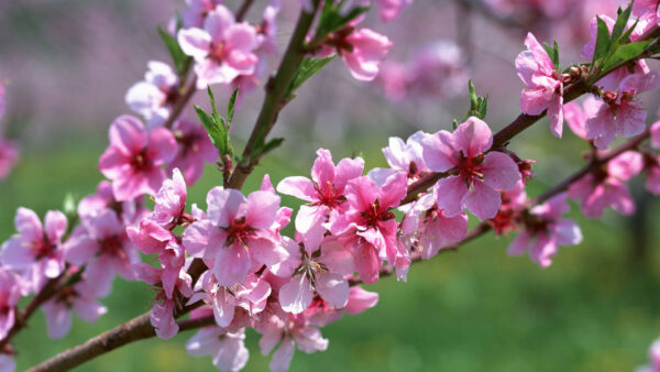 Wallpaper Flowers, Branches, Blossom, Spring, Pink, Tree, Cherry