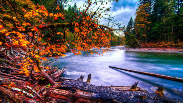 Wallpaper River, White, Sky, Leaves, Fall, Under, Blue, Clouds, Autumn, Background, Trees, Red, Orange