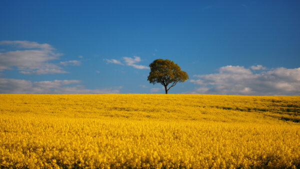 Wallpaper Field, Nature, During, Flowers, Tree, Sky, Desktop, Beautiful, Mobile, Daytime, Yellow, Under, Blue