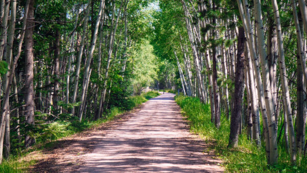 Wallpaper Road, Nature, Path, Forest, With, Trees, Birch, Between, Sunrays