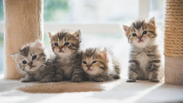 Wallpaper Background, Blur, Cute, Kittens, Cat, Four