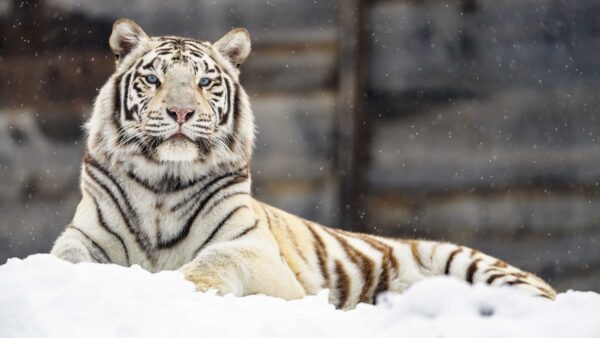 Wallpaper Lying, Tiger, White, Stare, Snowfall, Snow, Look, Down, With, Background